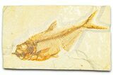 Detailed Fossil Fish (Diplomystus) - Wyoming #379424-1